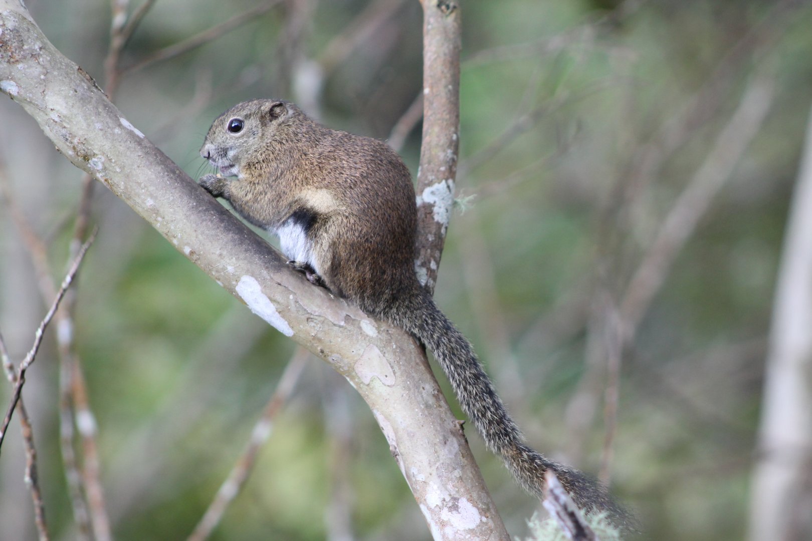 Bornean Black-banded Squirrel (Callosciurus orestes)