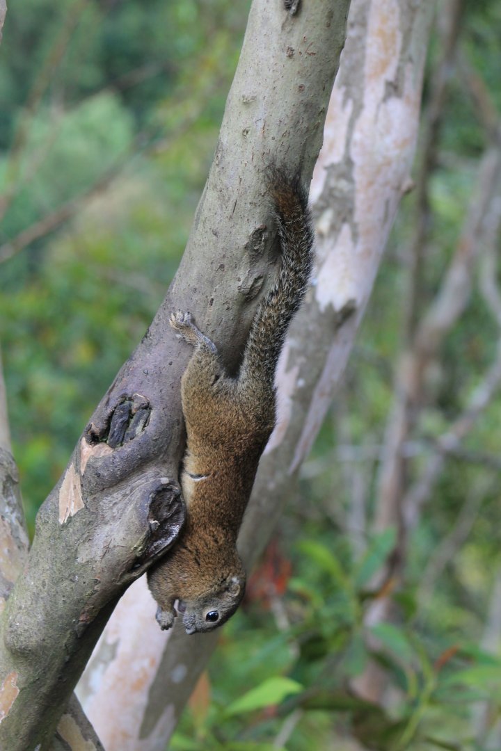 Bornean Black-banded Squirrel (Callosciurus orestes)