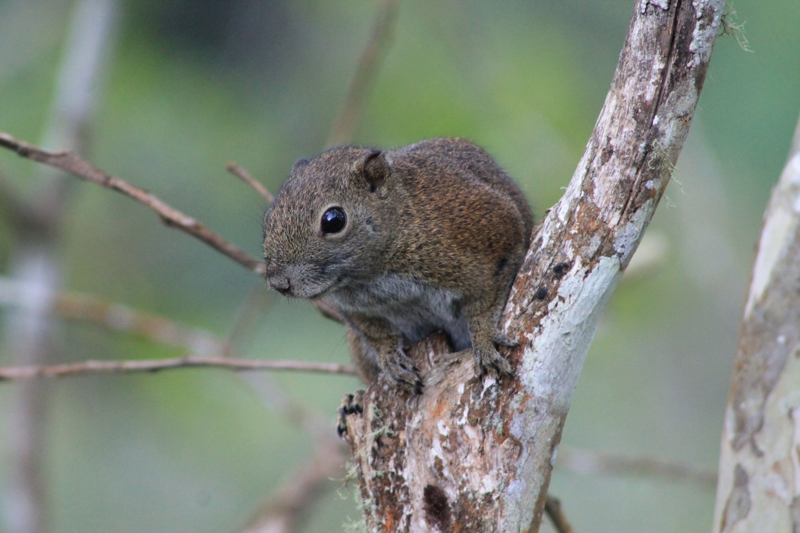 Bornean Black-banded Squirrel (Callosciurus orestes)