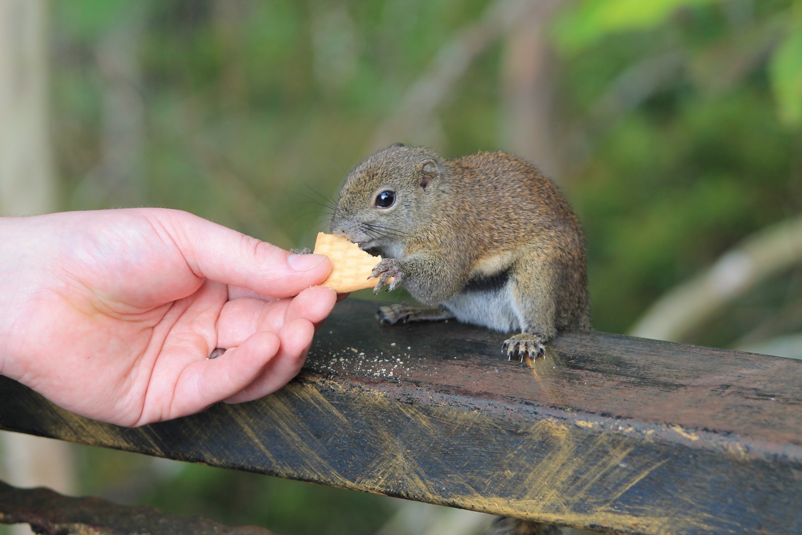 Bornean Black-banded Squirrel (Callosciurus orestes)