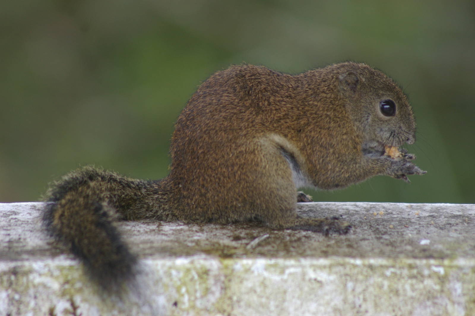 Bornean black-banded squirrel (Callosciurus orestes)