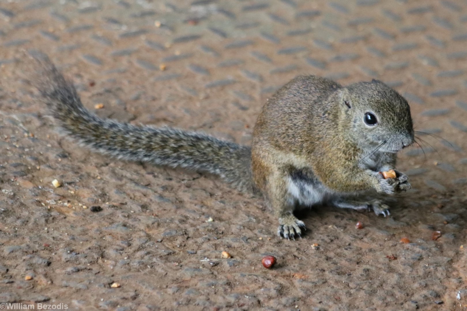 Bornean Black-banded Squirrel - Mount Kinabalu