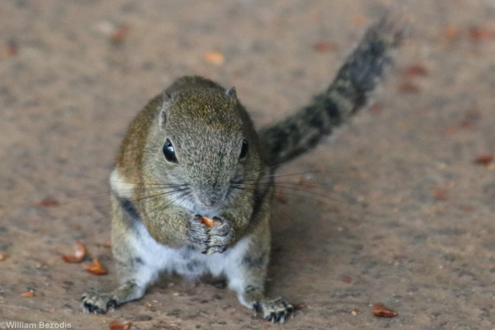 Bornean Black-banded Squirrel - Mount Kinabalu