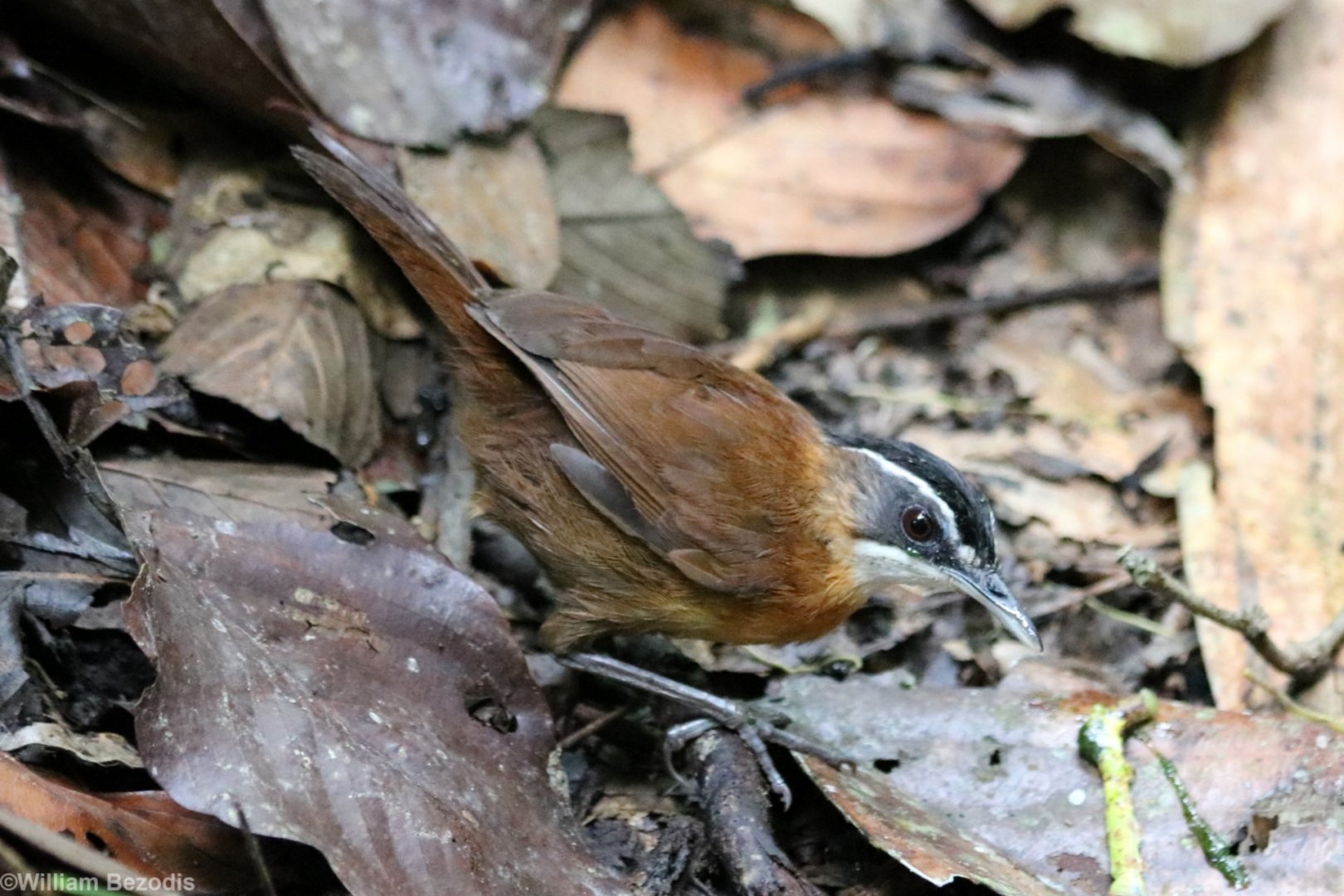 Bornean Black-capped Babbler - Sepilok