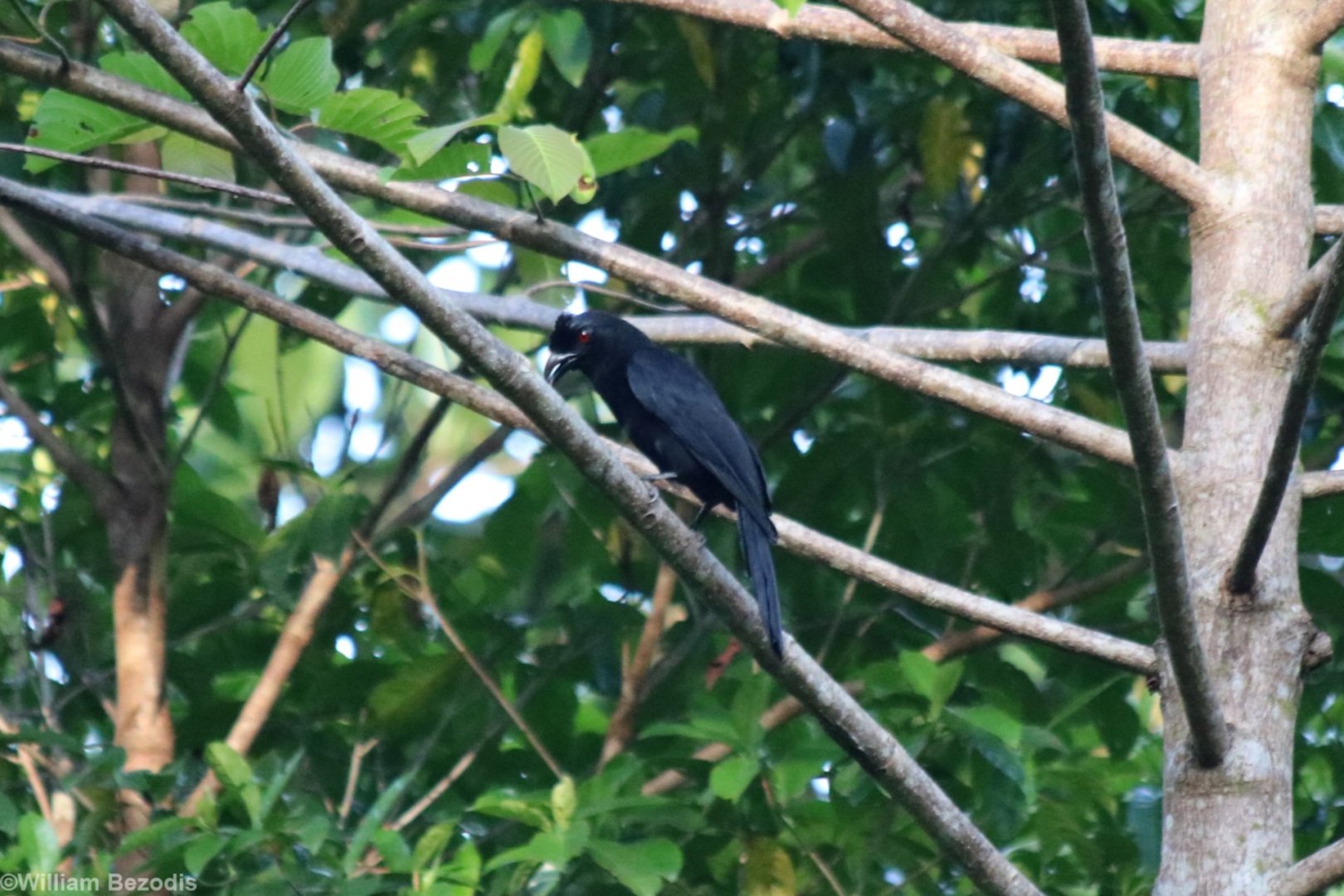 Bornean Black Magpie - Sepilok
