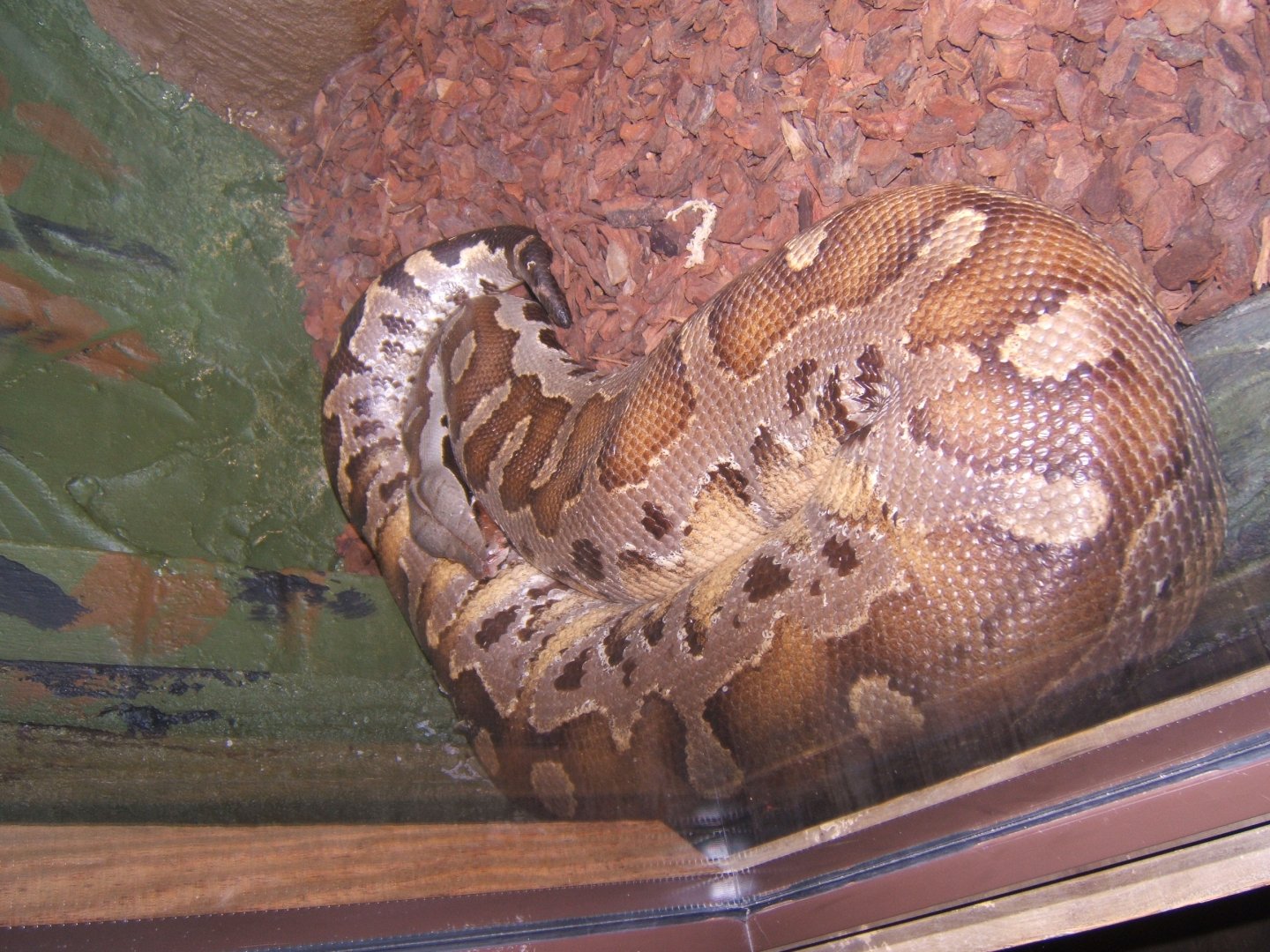 Bornean Blood Python 29/07/2017