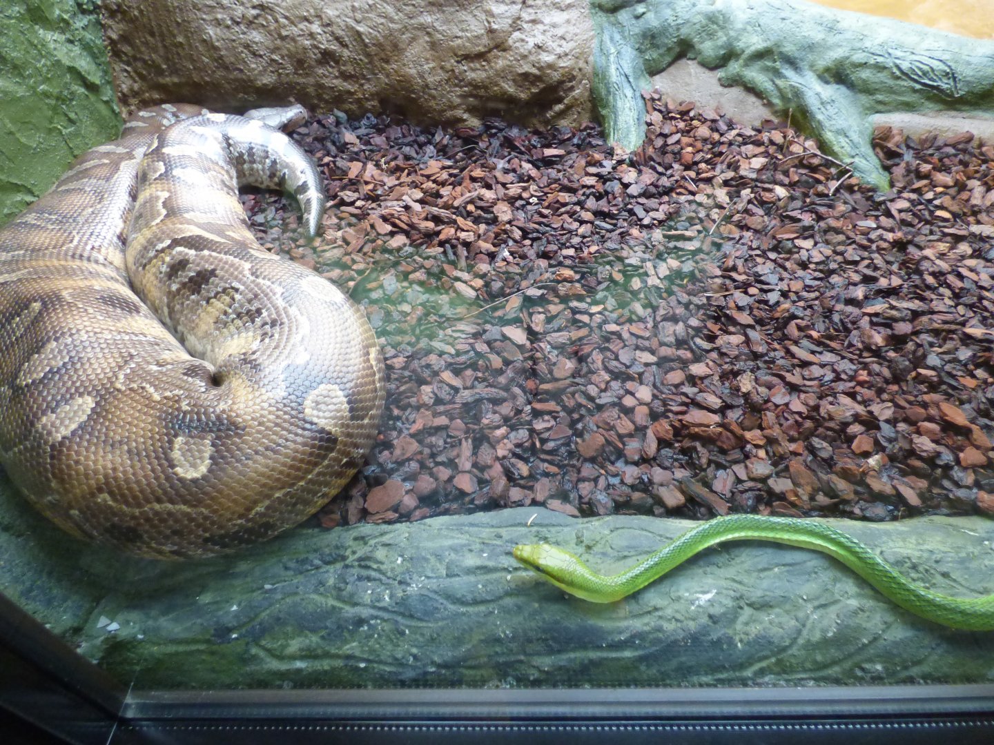 Bornean Blood Python and Red-Tailed Racer
