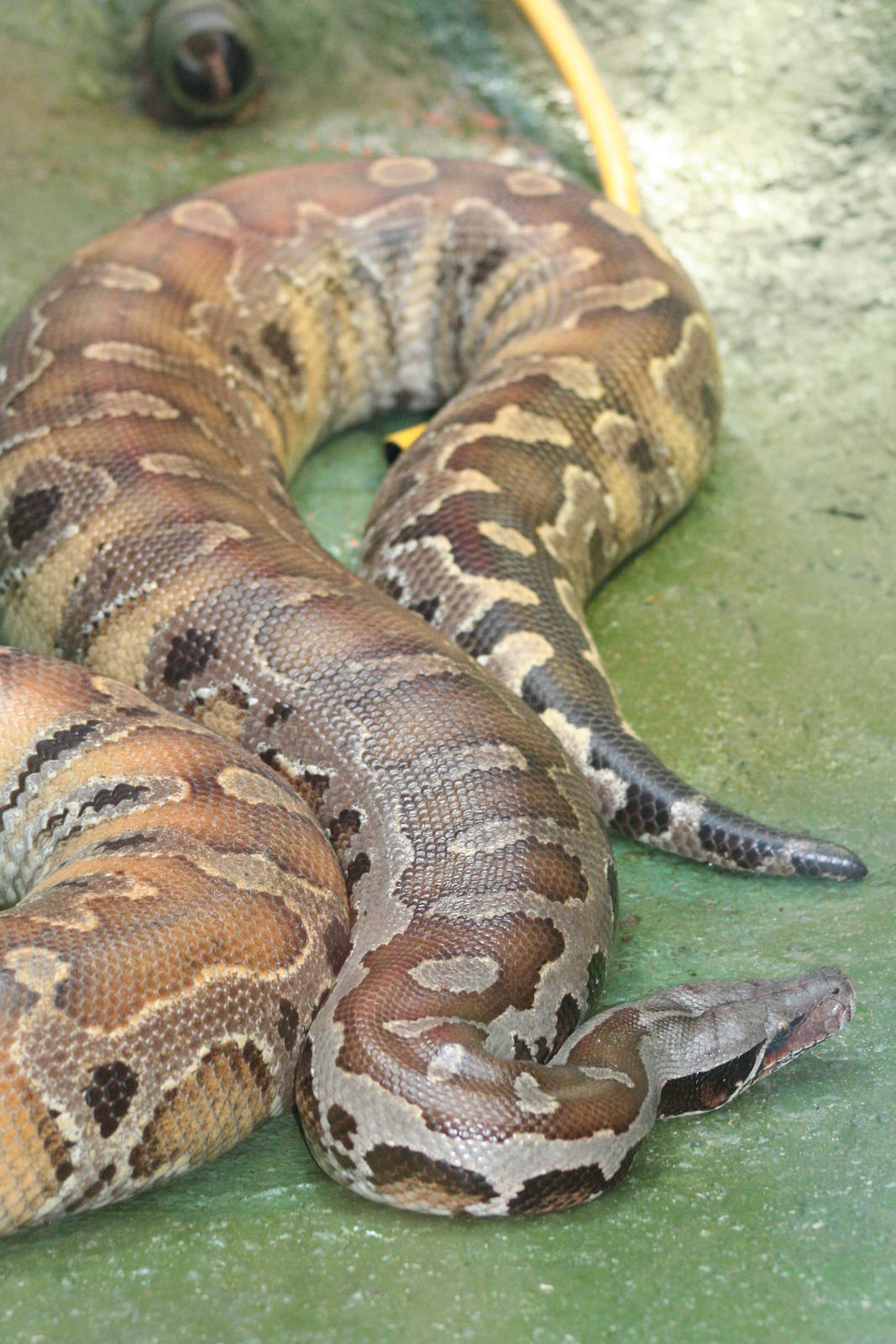 Bornean Blood Python @ Dudley; 19.09.2015