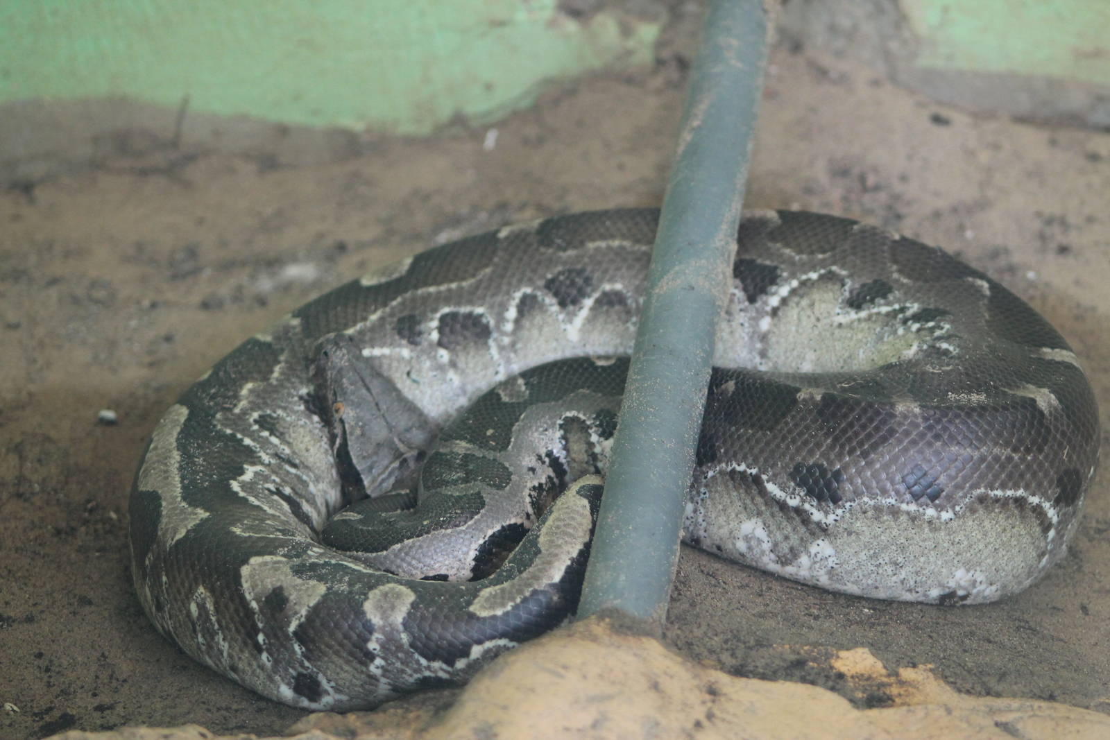 Bornean blood python (Python breitensteini)