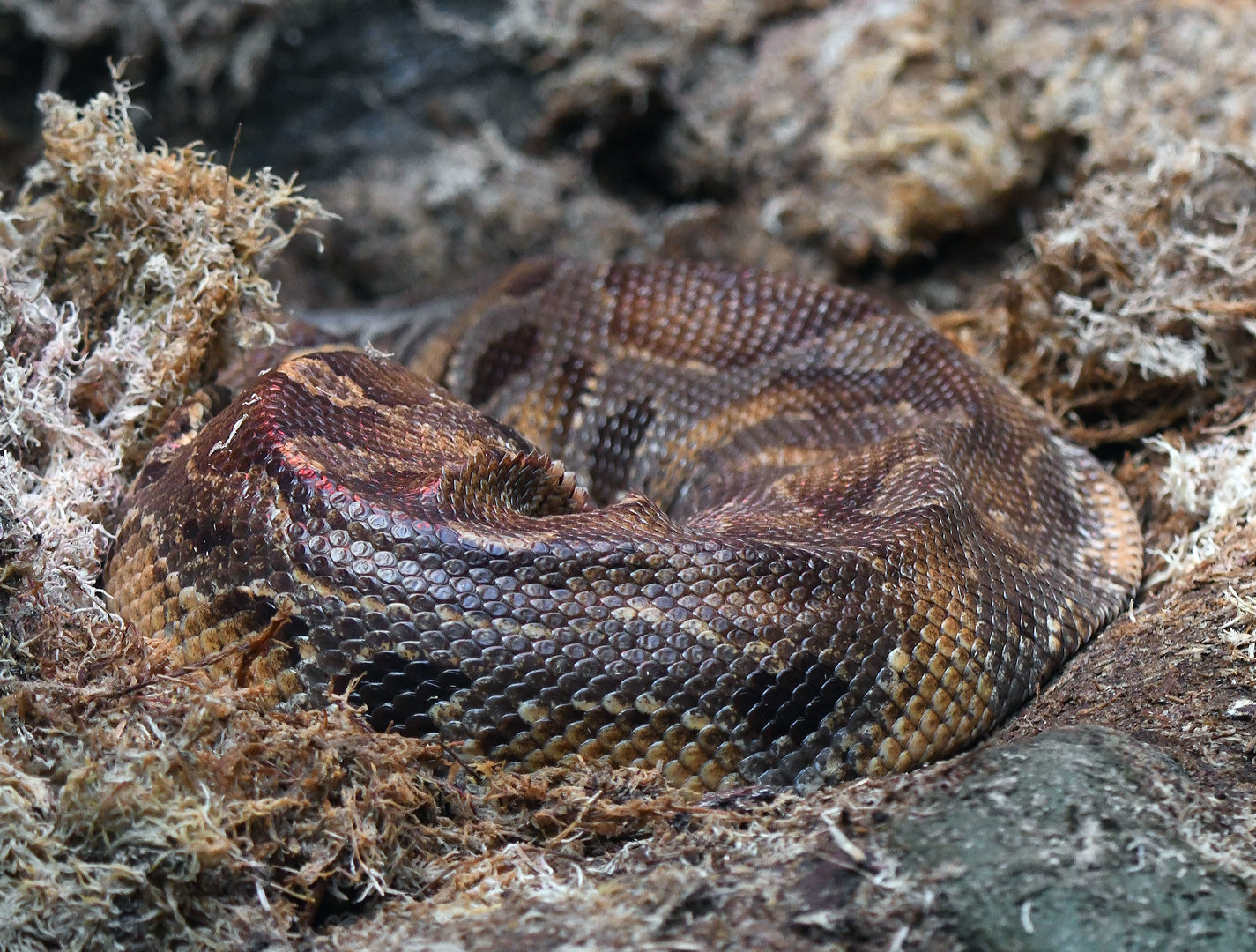 Bornean blood python