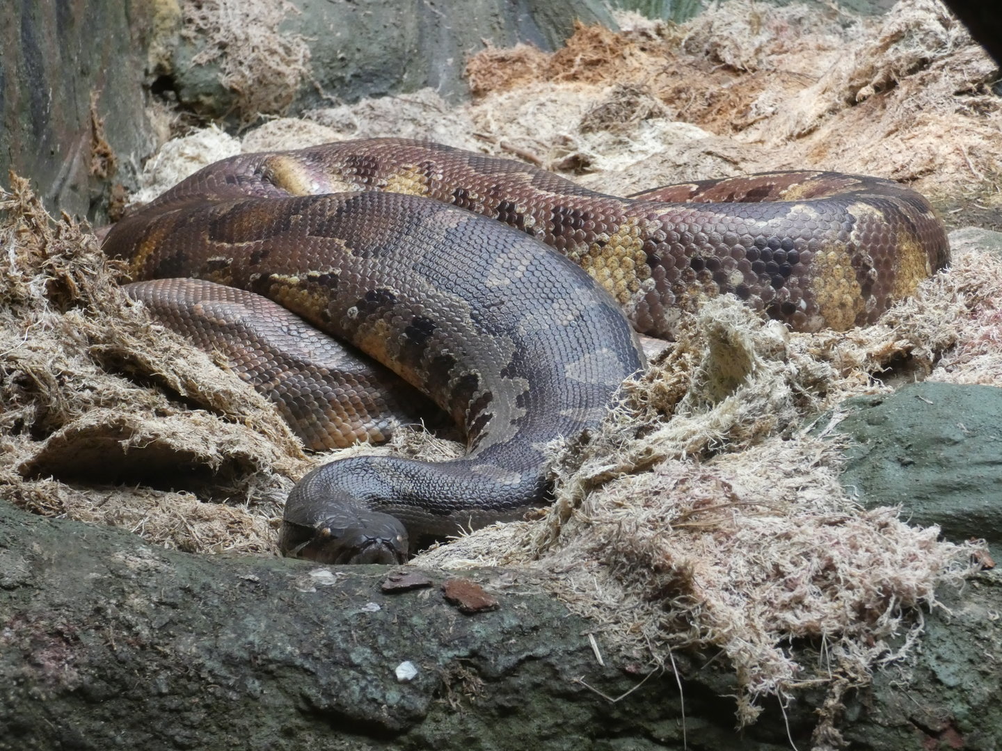 Bornean blood python