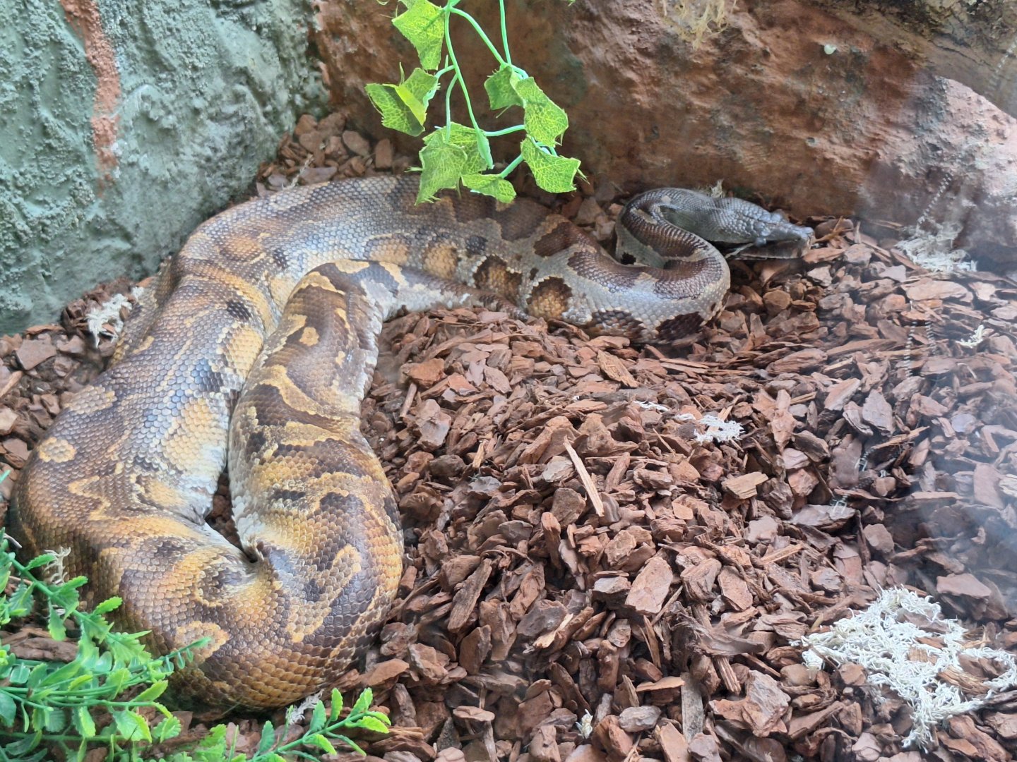 Bornean Blood Python