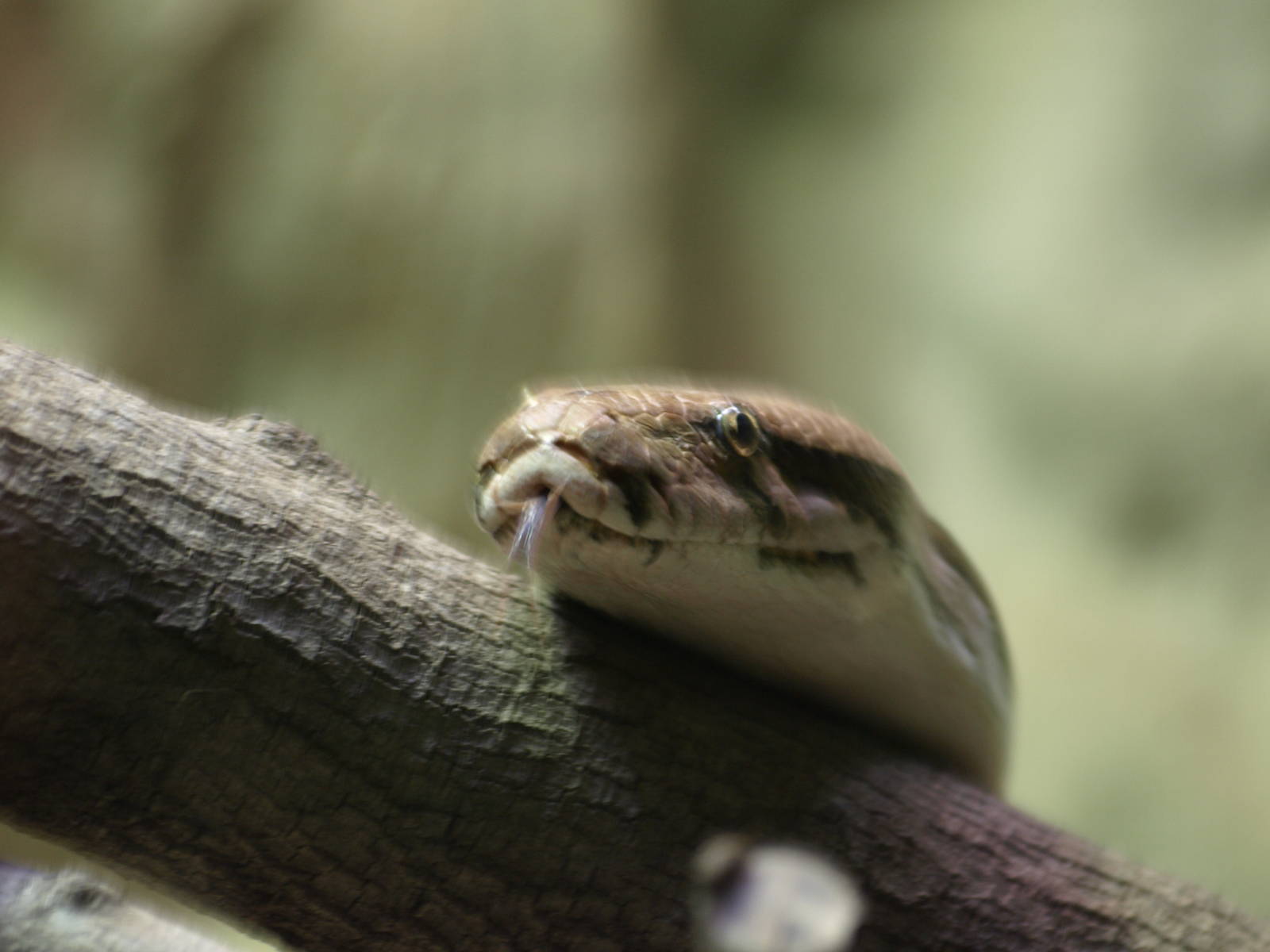 Bornean blood python