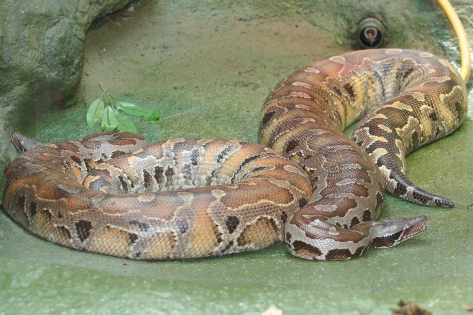 Bornean Blood Pythons @ Dudley; 19.09.2015
