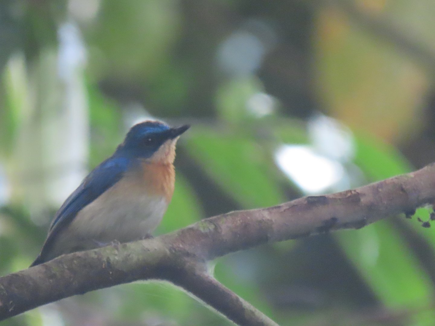 Bornean blue flycatcher (Cyornis superbus)