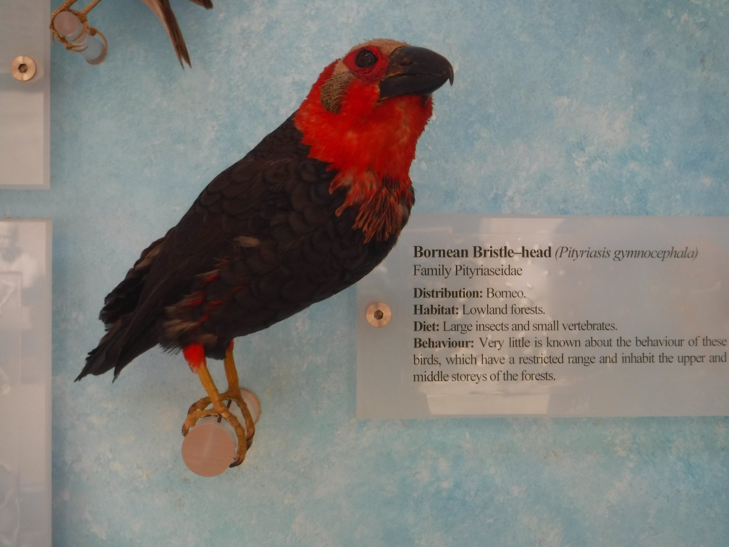 Bornean Bristle-head - Oxford Natural History Museum