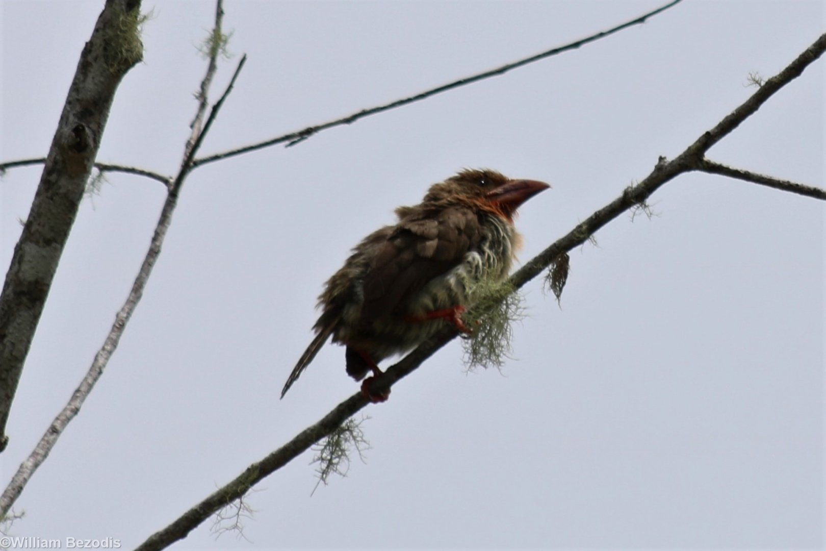 Bornean Brown Barbet - Crocker Range