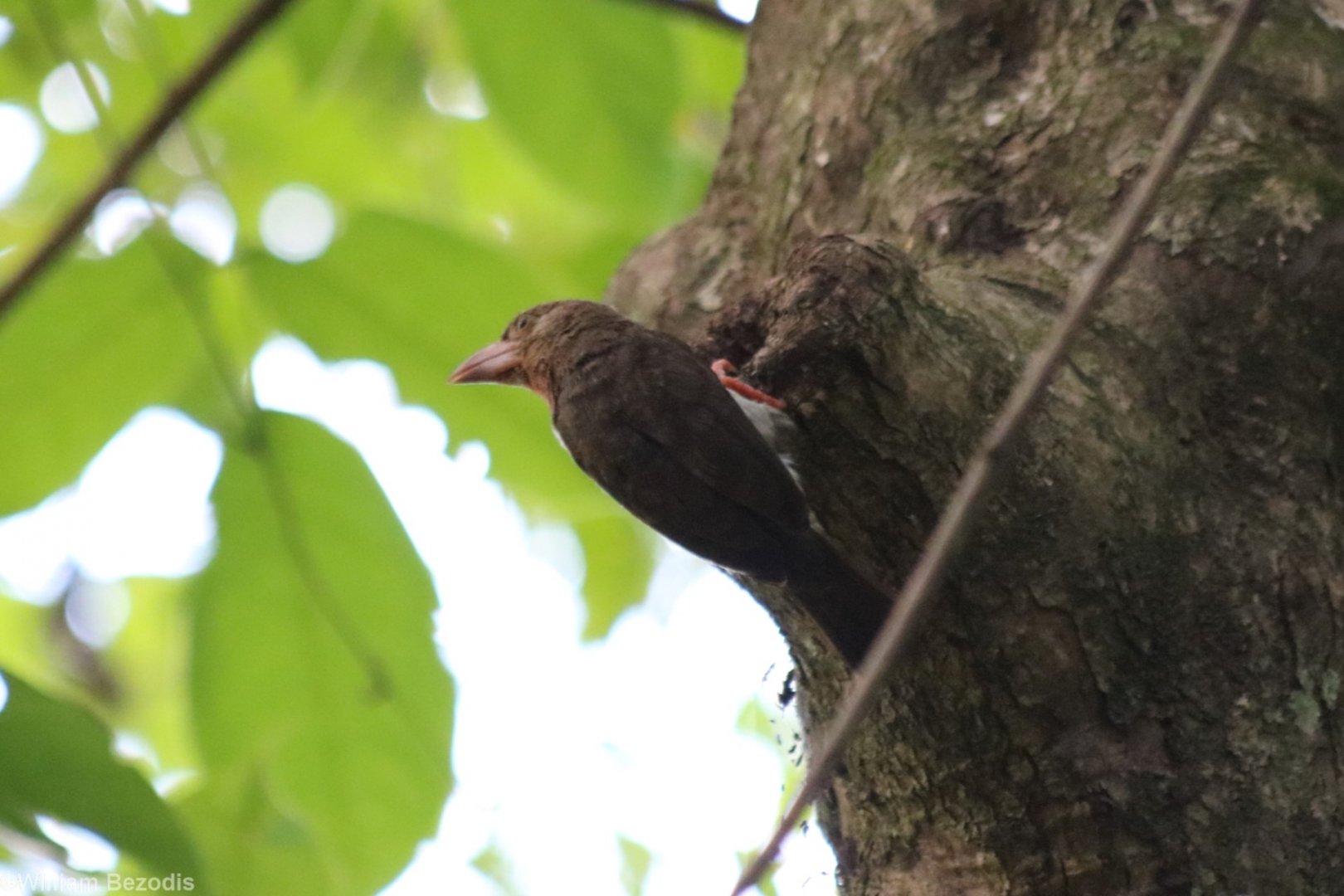 Bornean Brown Barbet - Sepilok