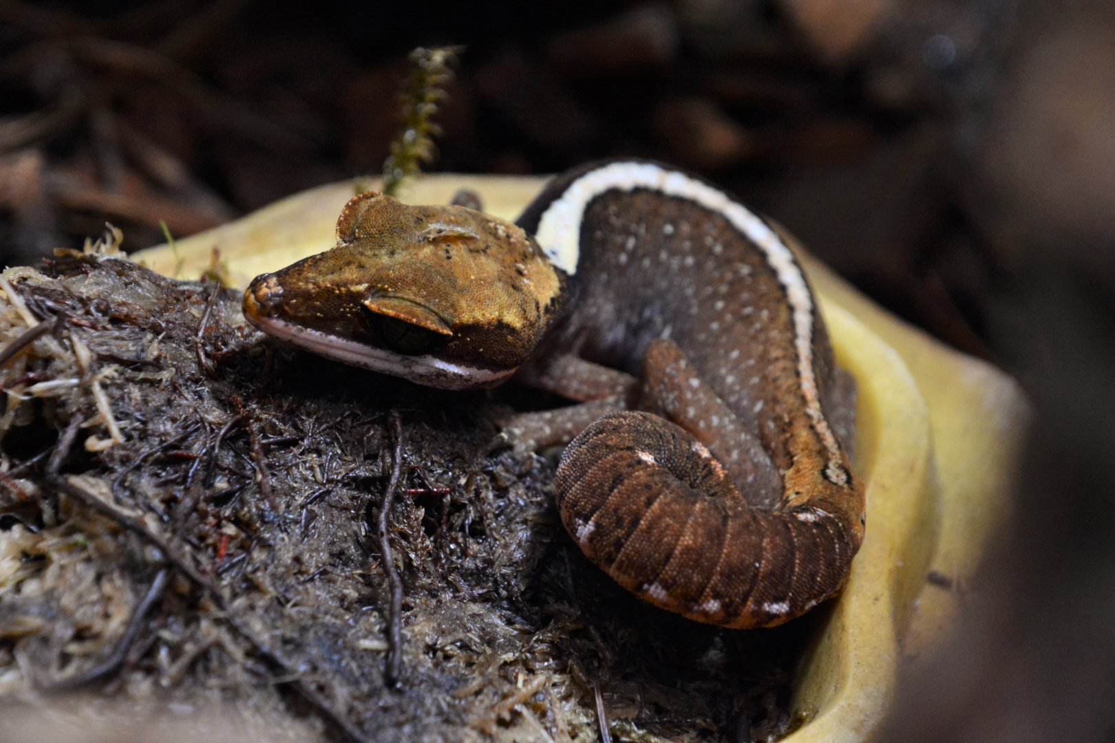 Bornean cat gecko (Aeluroscalabotes cf. dorsalis)