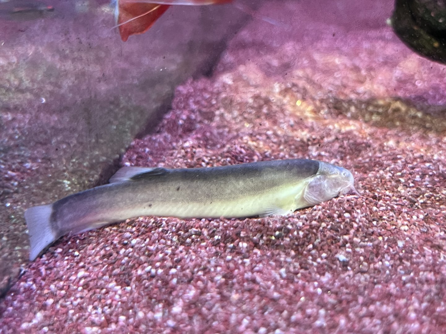 Bornean Cave Loach (Nemacheilus sp)