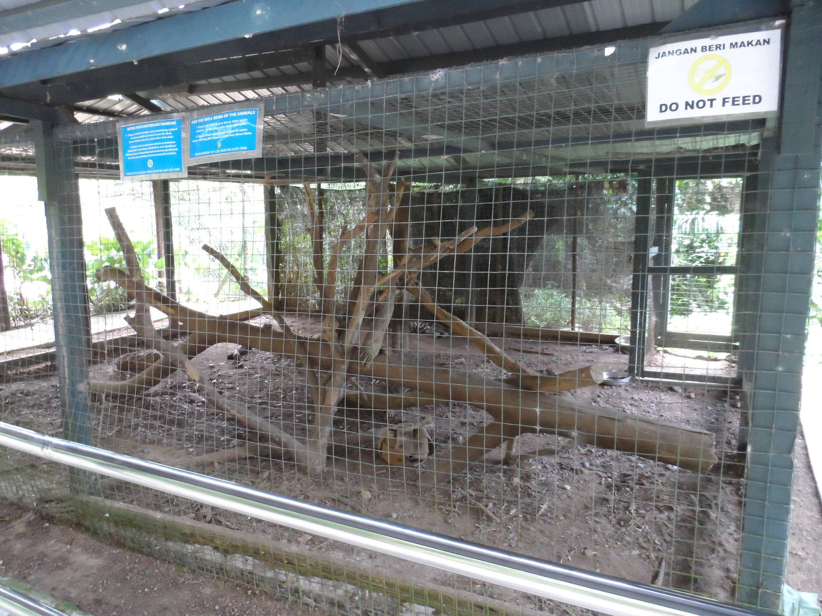 Bornean Clouded Leopard Exhibit
