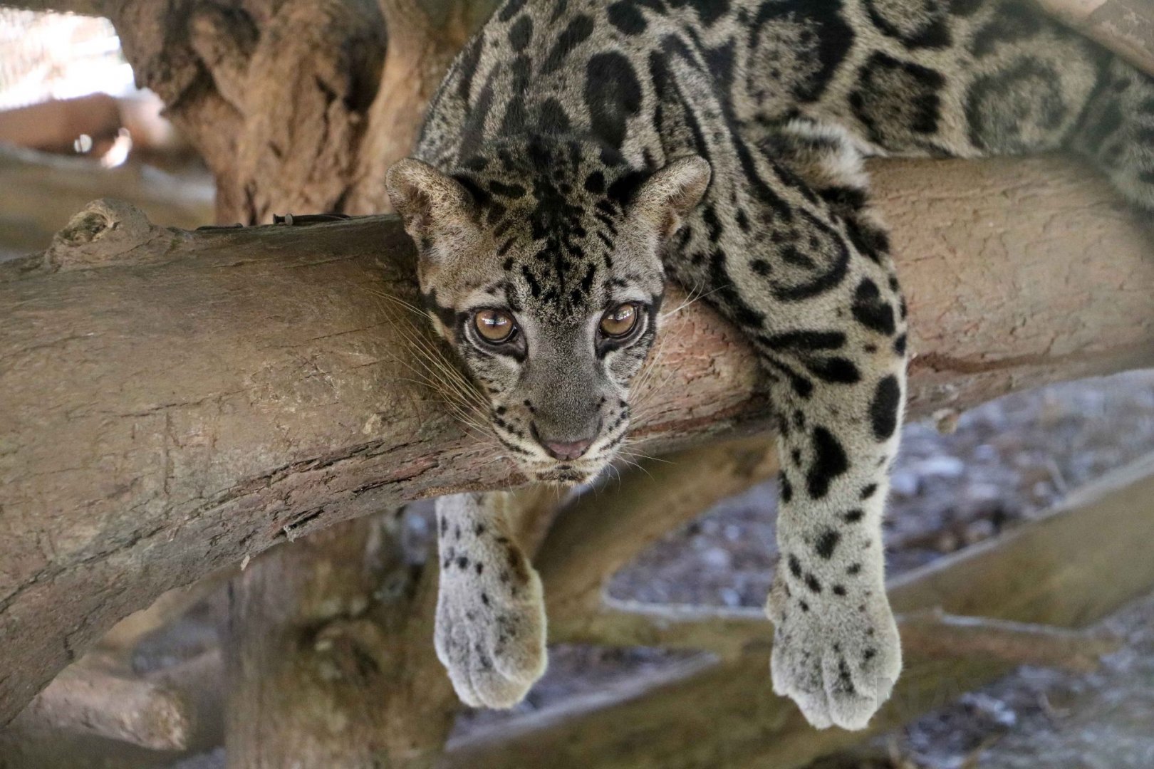 Bornean clouded leopard, June 2016