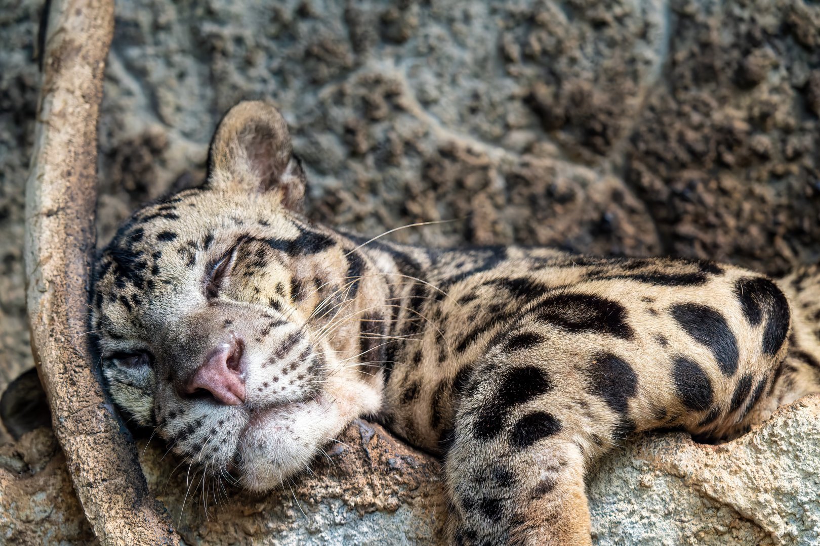 Bornean Clouded Leopard - Neofelis diardi borneensis