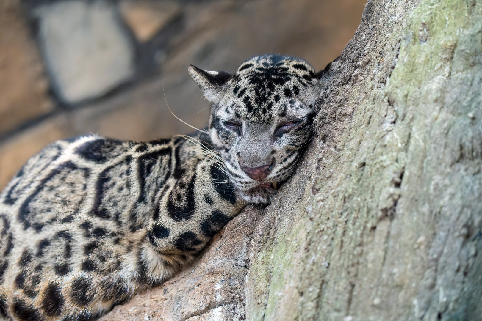 Bornean Clouded Leopard - Neofelis diardi borneensis