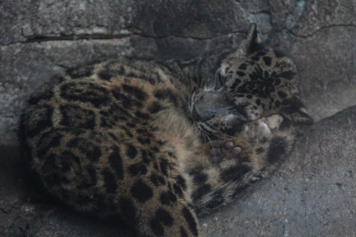 Bornean clouded leopard (Neofelis diardi borneensis)