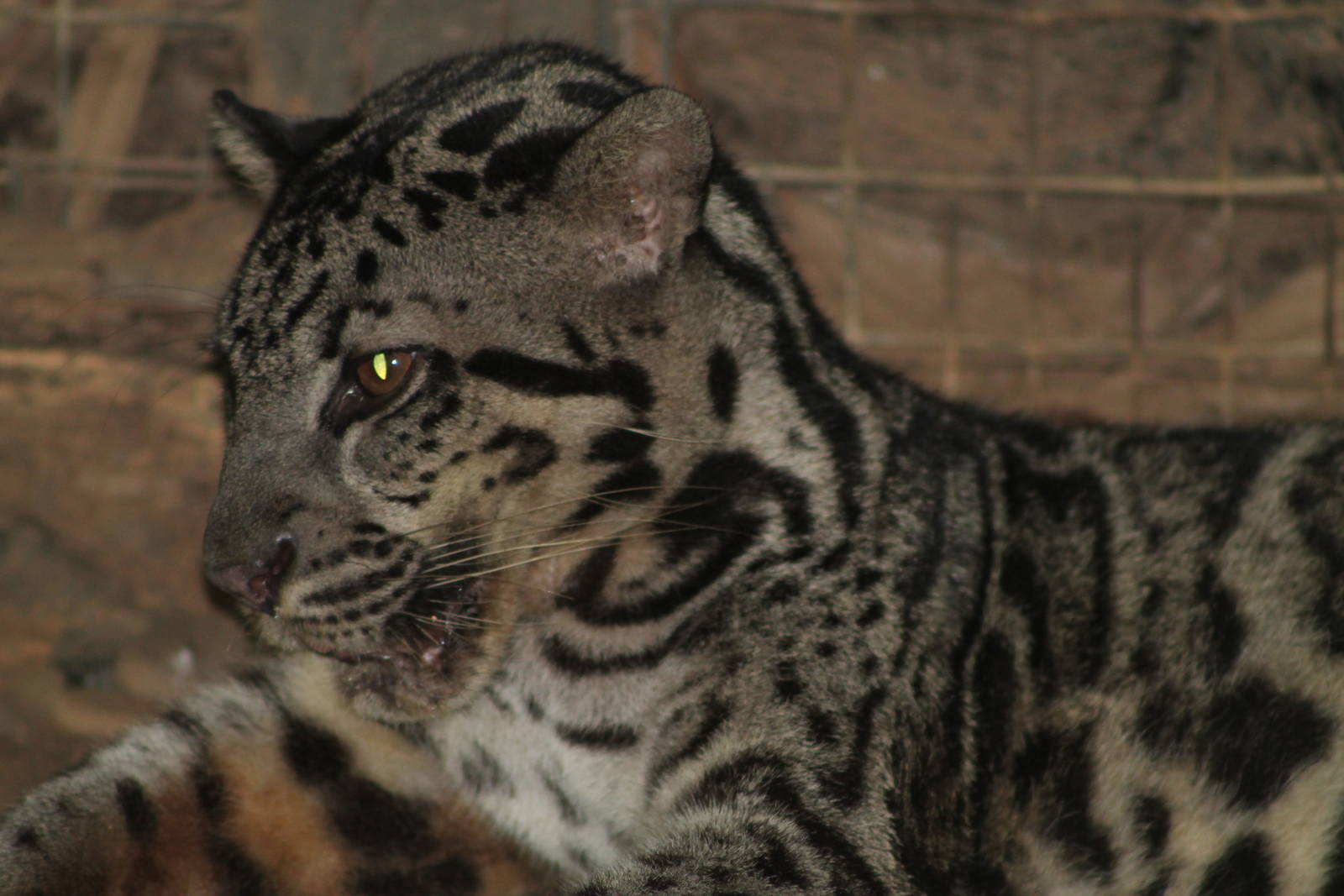 Bornean Clouded Leopard (Neofelis diardi)