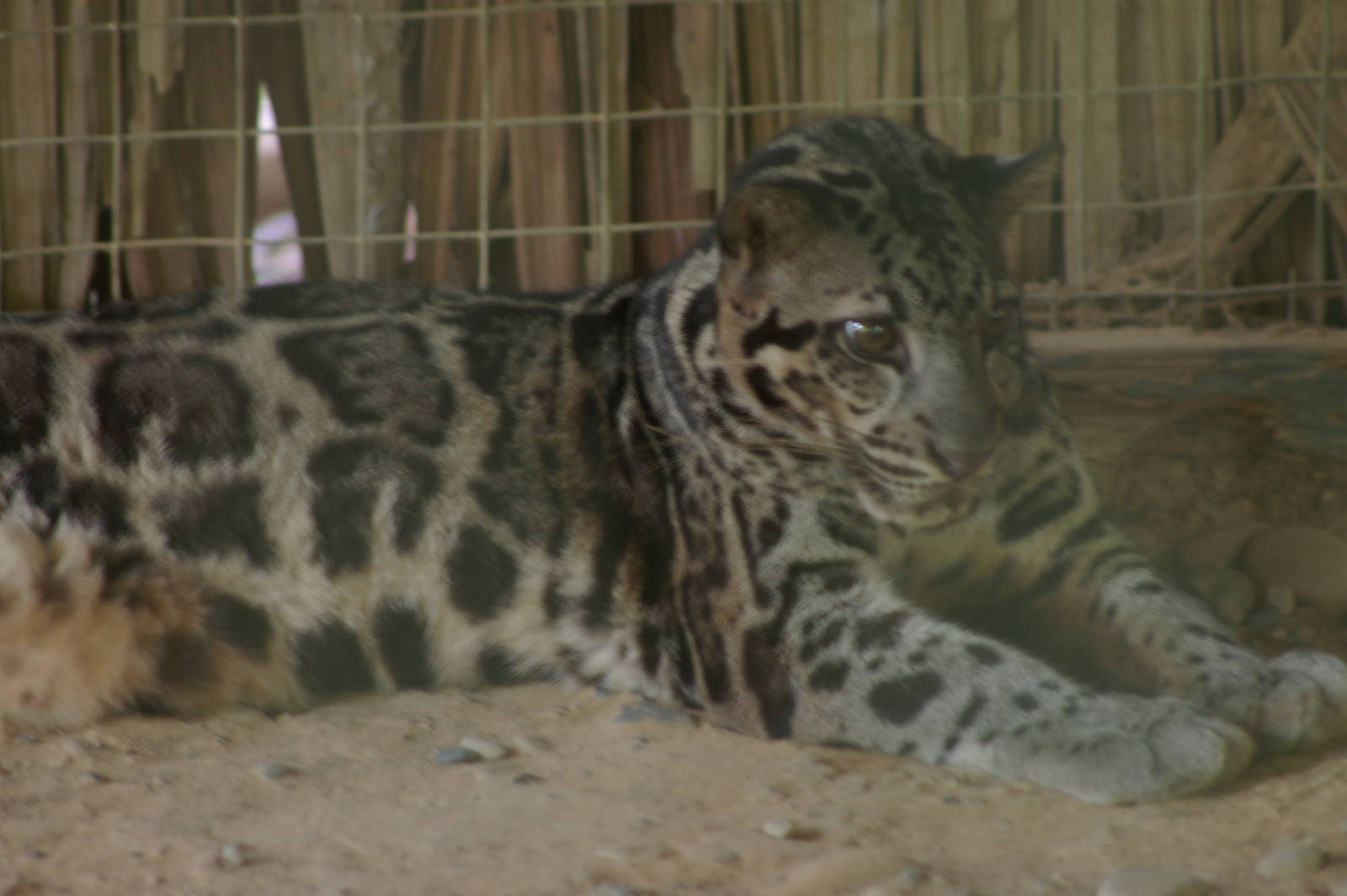 Bornean clouded leopard (Neofelis diardi)