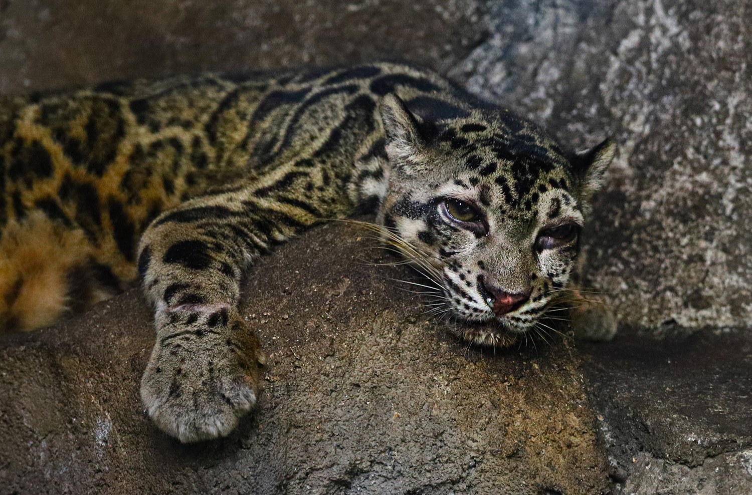Bornean Clouded Leopard