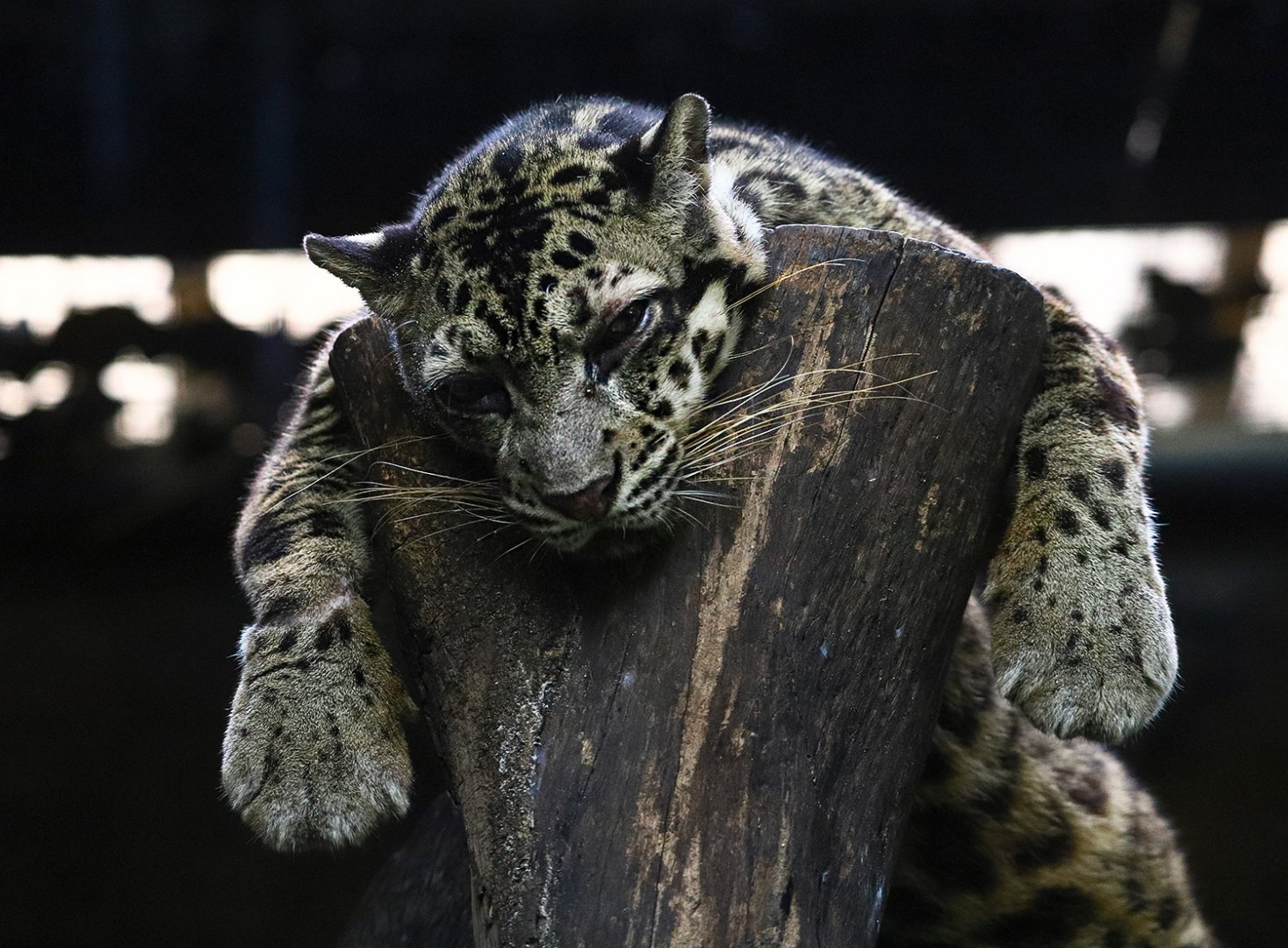 Bornean Clouded Leopard