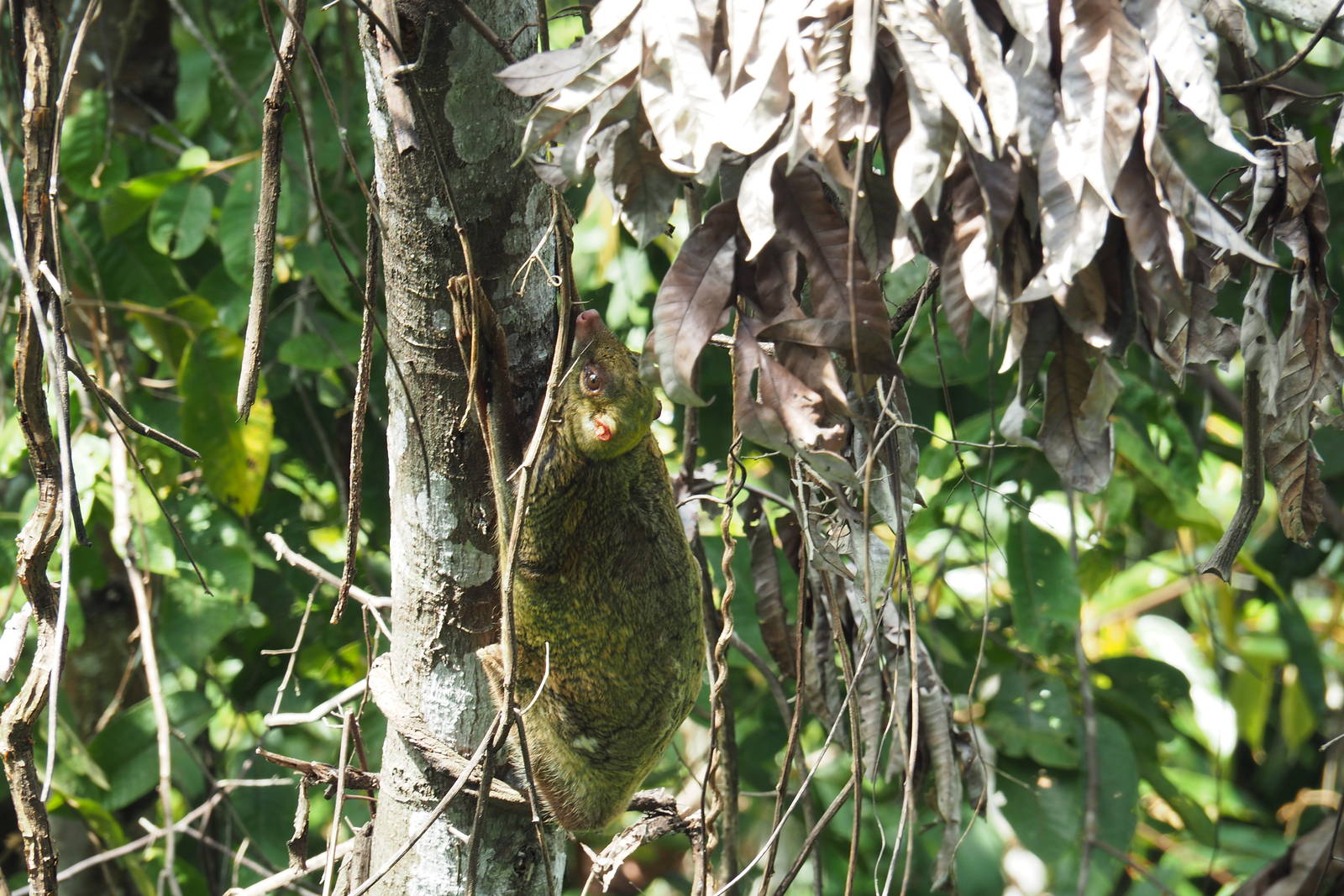 Bornean Colugo at Rainforest Discovery Centre