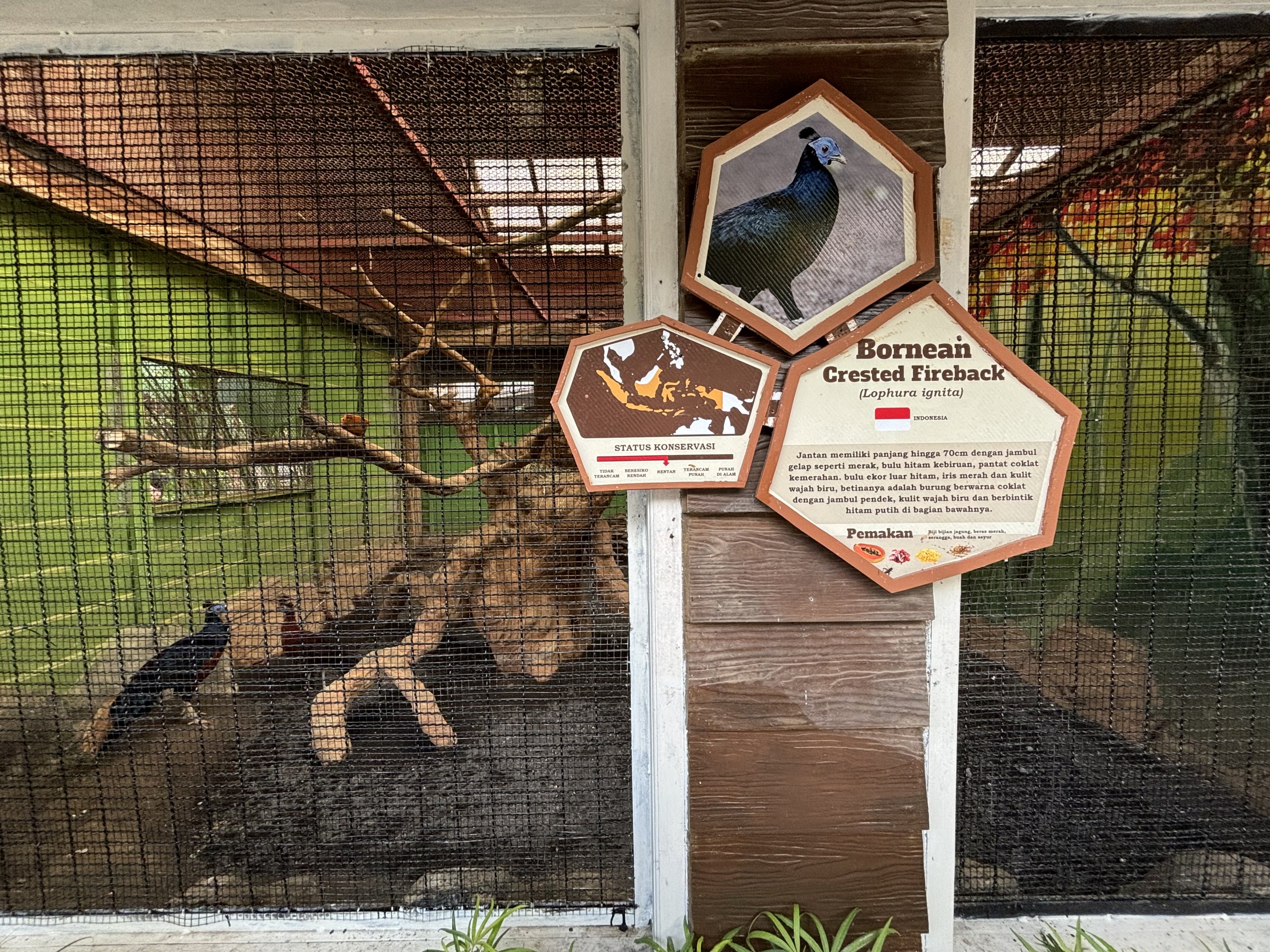Bornean Crested Fireback Aviary