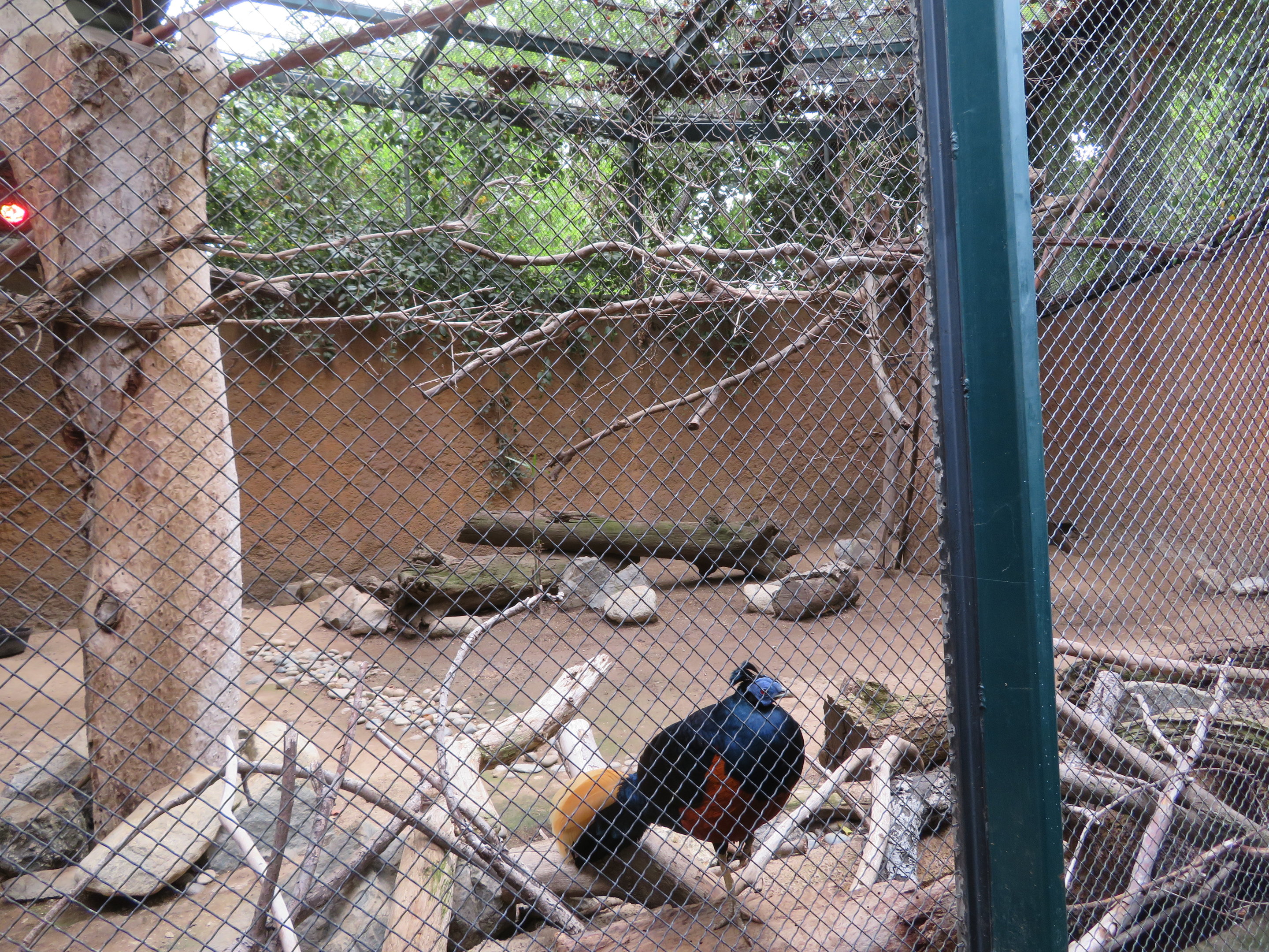 Bornean Crested Fireback Exhibit