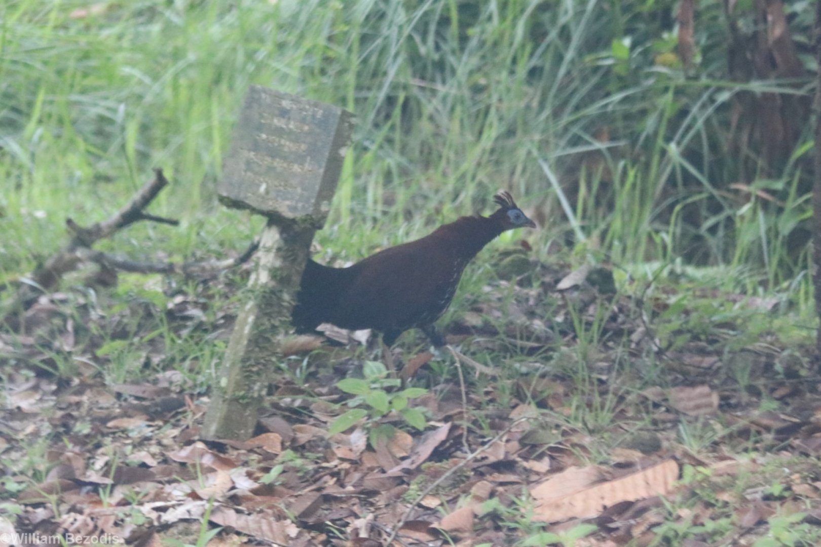 Bornean Crested Fireback Female - Danum Valley