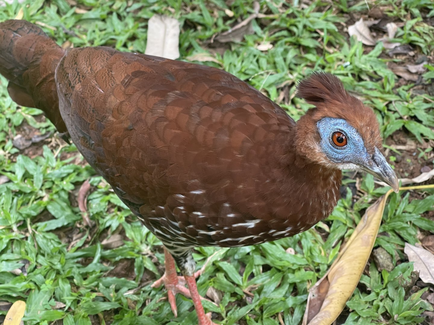 bornean crested fireback (lophura ignita) - aviary park