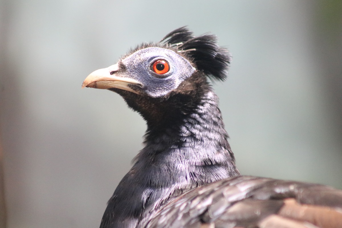 Bornean Crested Fireback (Lophura ignita)