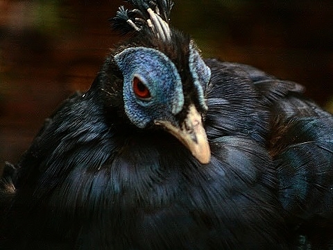 Bornean Crested Fireback