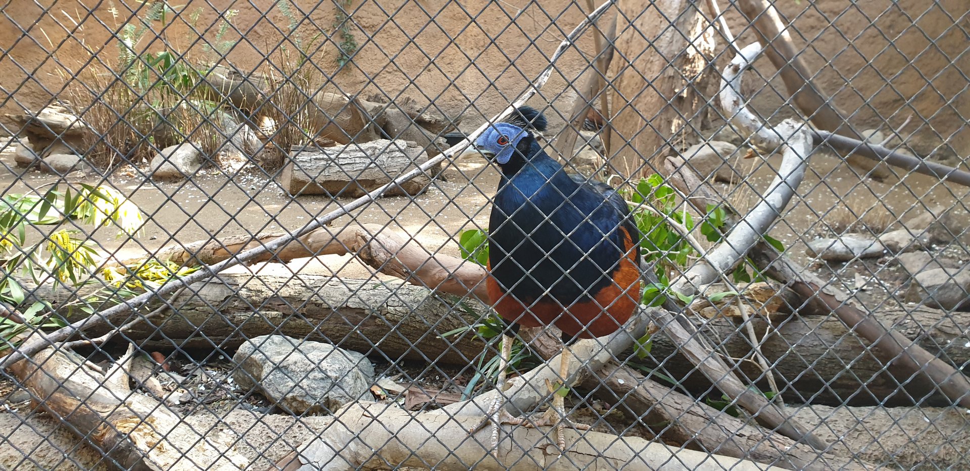 Bornean Crested  Fireback