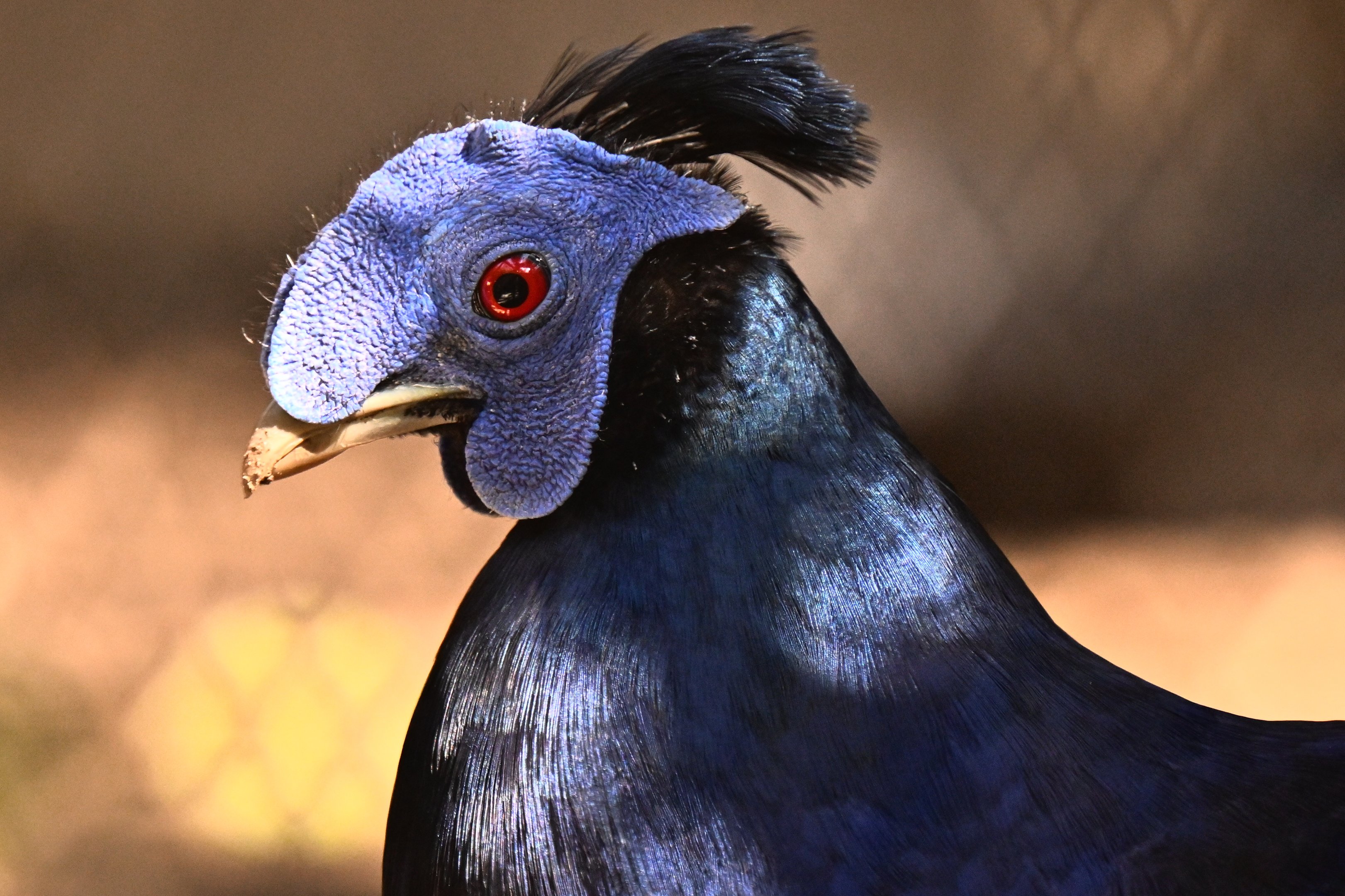 Bornean Crested Fireback