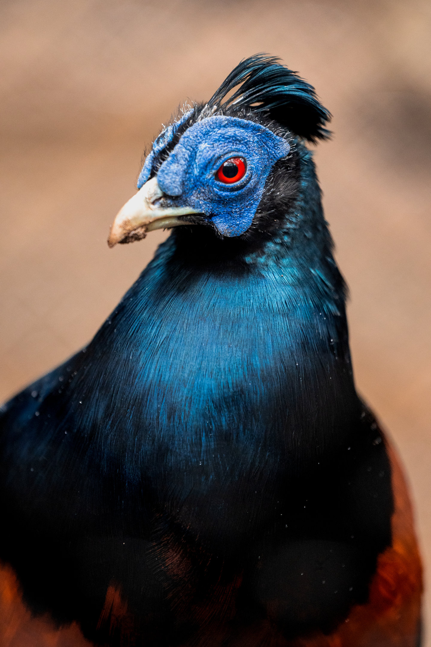 Bornean Crested Fireback