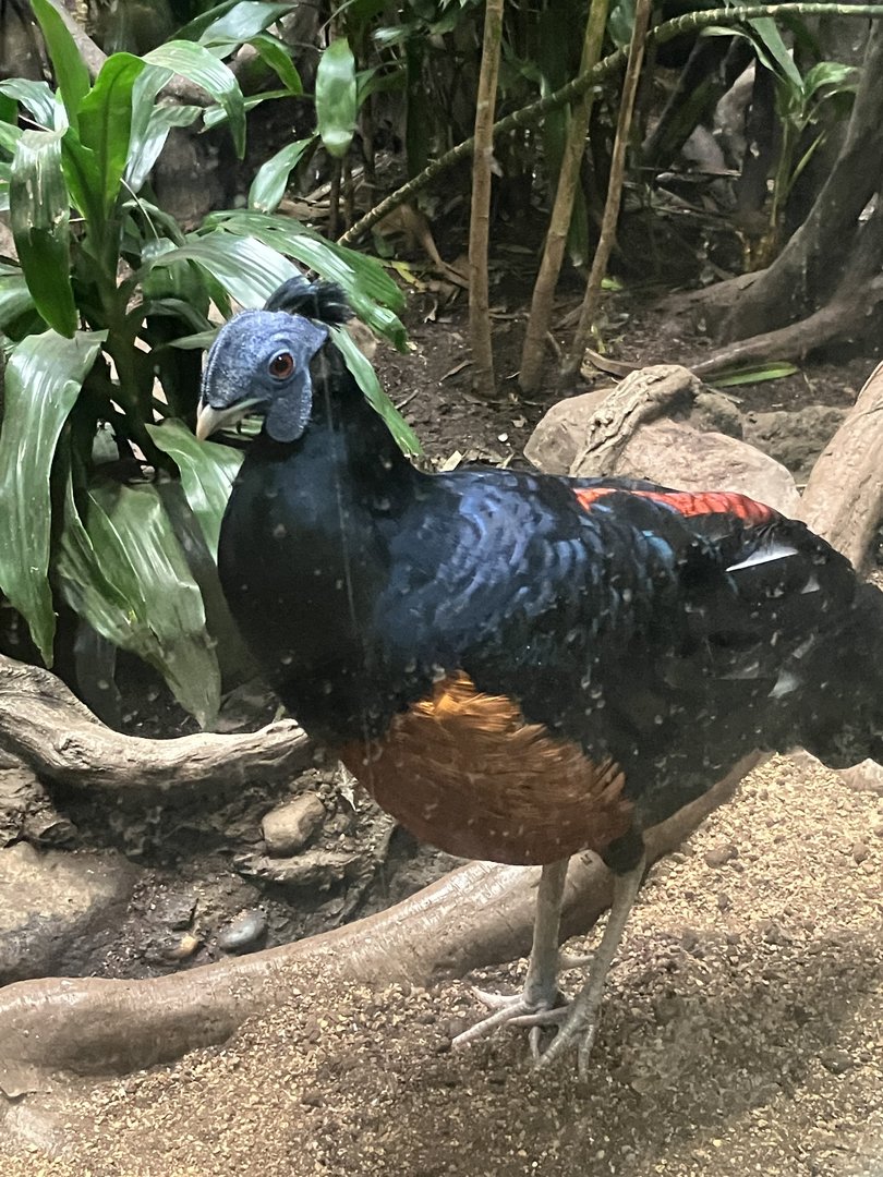 Bornean Crested Fireback