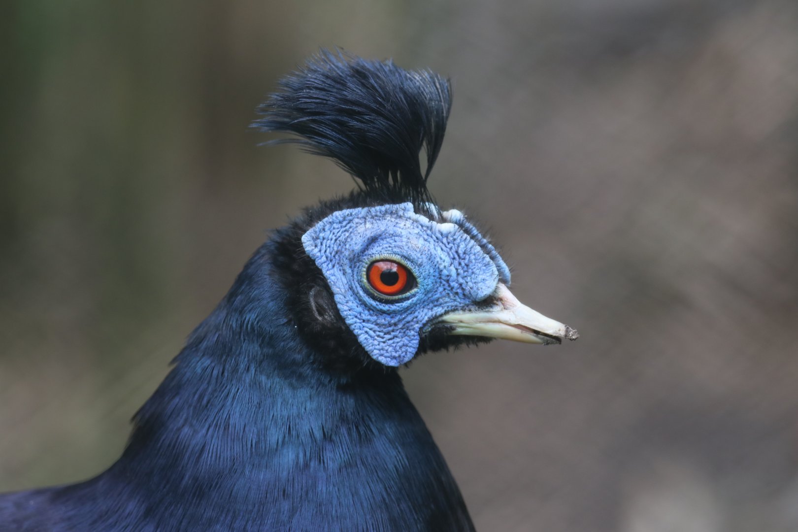 Bornean crested fireback