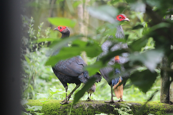 Bornean crestless fireback (Lophura pyronota) - Private facility