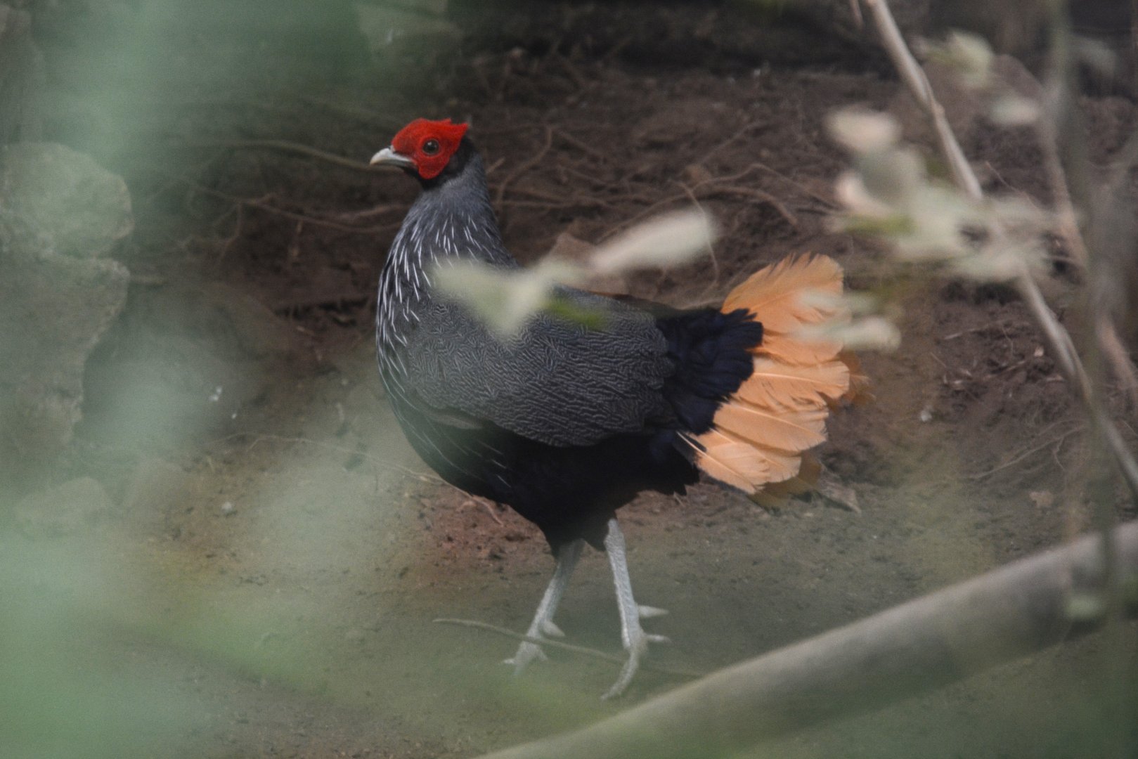 Bornean crestless fireback (Lophura pyronota)