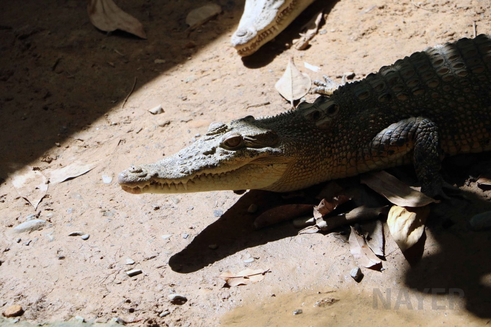 Bornean crocodile, June 2016