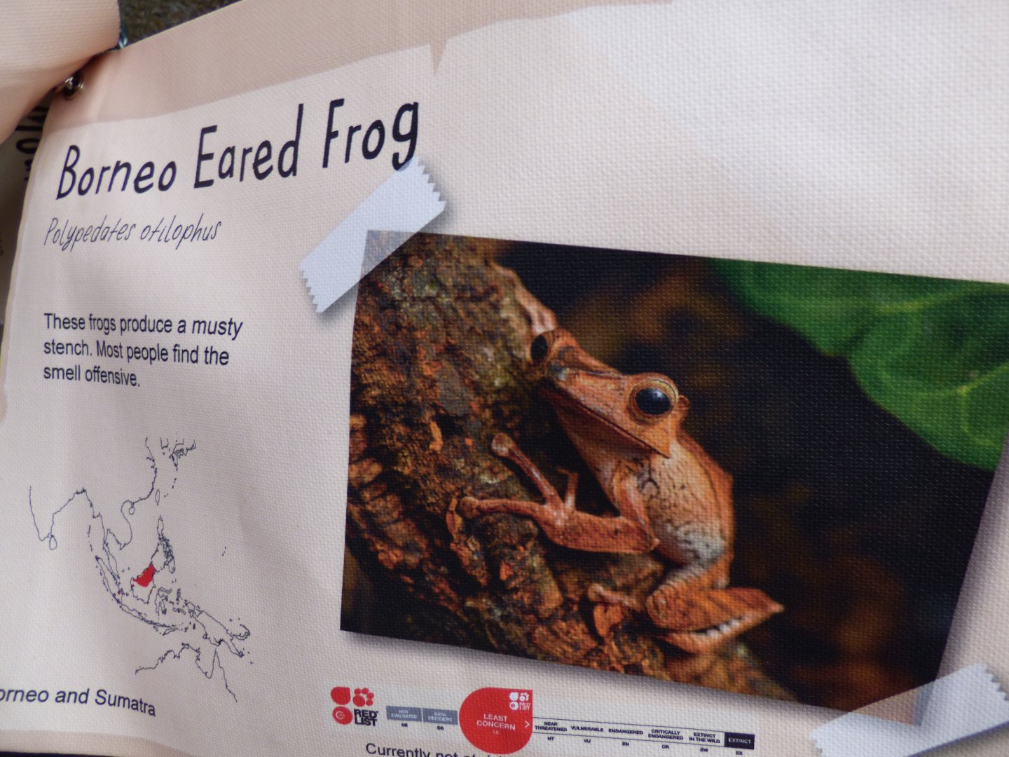 Bornean Eared Frog Signage