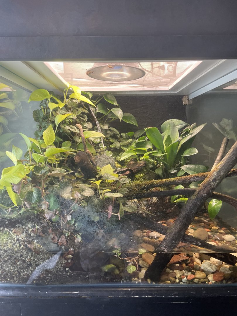 Bornean Eared Frog Tank